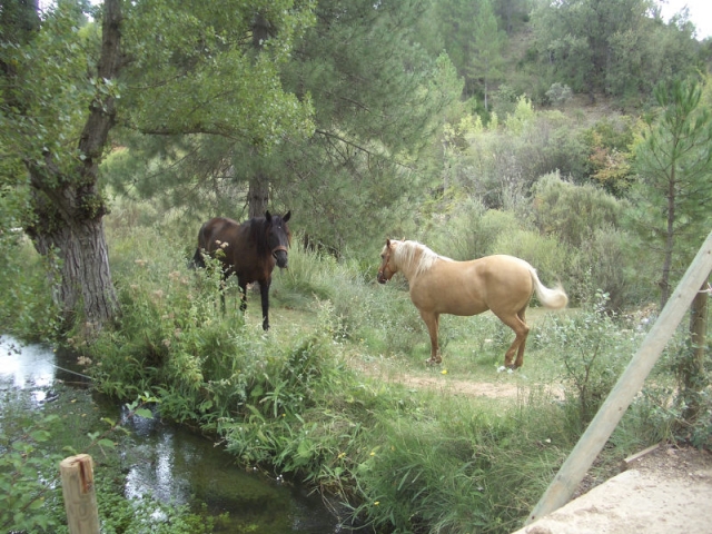 Caballos desde la bici